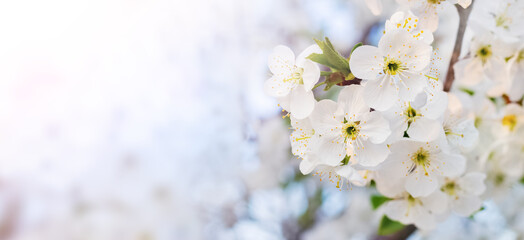 Cherry blossoms. Spring background with cherry blossoms, panorama, copy space