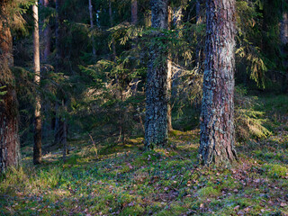 old dark fir forest sun shining through branches