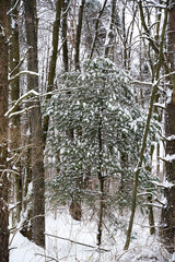 Pine tree covered with snow. Landscape image.