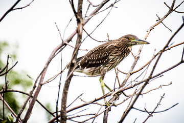 Perched Black-crowned Night-heron along the shores of the St. Lawrence River.