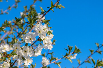 White cherry flowers on a background of blue sky in sunny weather