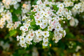 Hawthorn blossoms. Abundant white hawthorn flowers on the bushes - obrazy, fototapety, plakaty