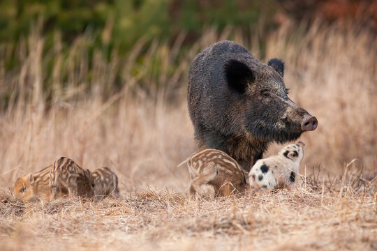 Group of wild boar, sus scrofa, playing on meadow in autumn nature. Family of animals walking on dry grass in fall. Little pigs with mother sniffing on field