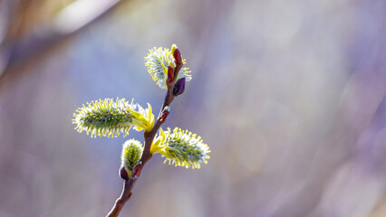 Willow branch with fluffy catkins on a blurred background