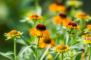 blooming helenium flowers in the garden