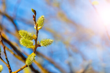 Willow branch with fluffy catkins on a blue background in the sun