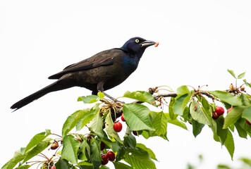 Common Grackle feeding in a cherry tree. 