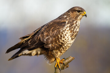Adult common buzzard, buteo buteo, resting on the branch in open space on sunlight. Concentrated bird of prey hunting from the twig in winter. Alert animal observing the snowy field.