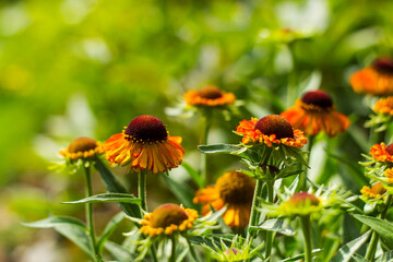 blooming helenium flowers in the garden