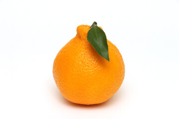 한국 제주 한라봉 귤