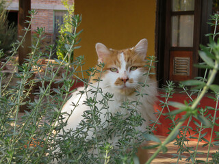Gato de campo
