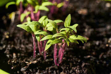 View of young tomato seedbed