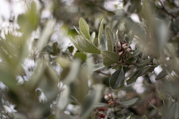 close up of leaves