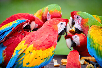 Group of wild Ara parrots, Ara macao and hybrids of Scarlet Macaw and Great green macaw, portrait photo of colorful amazonian parrots in a group, feeding on fruit. Costa rica