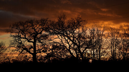 Silhouettes of trees at sunset, Coventry, England