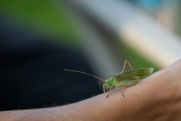 close up of a grasshopper sitting on a human arm