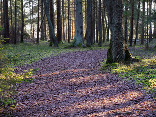 Obraz premium narrow winding trail in a dark forest among fir trees