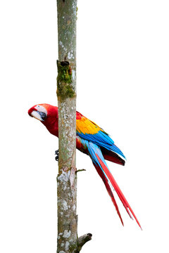 Isolated on white background,  red Ara parrot, Scarlet Macaw, Ara macao,  red, yellow and blue parrot hanging on vertical trunk. Vertical photo, wild animal, Costa Rica, Central America.
