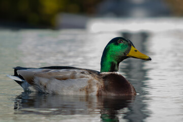 Did you get my Best Side?