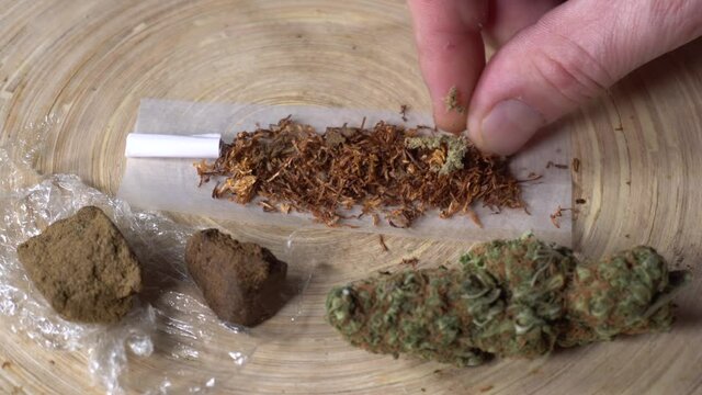 Europe, Italy , Milan - Weed marijuana e hashish thc drug - more and more young millennials use joint drugs during the Covid-19 Coronavirus epidemic - rolling  a joint to smoke 
