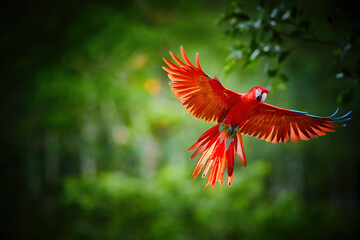 Colorful Scarlet Macaw parrot, flying directly at camera. Bright red and blue South American parrot, Ara macao, flying with outstretched  wings. Dark green rain fores background. Peru, Amazon basin. © Martin Mecnarowski