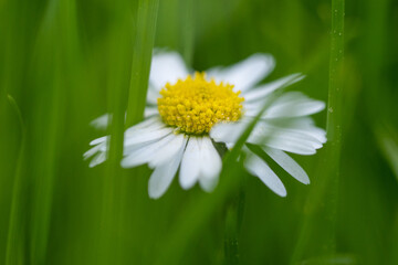 Fototapeta na wymiar closeup image of a daisy flower blossom on green background