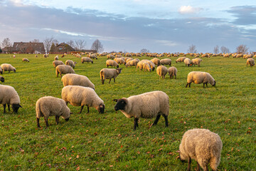 Schafherde im Licht der Wintersonnenwende