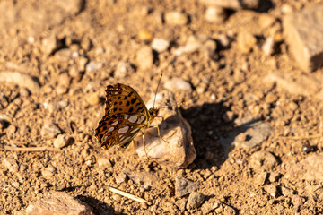 Duke of Burgundy Fritillary ( Hamearis lucina ) At rest on stony ground