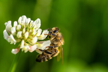 honeybee collecting pollen from a clover blossom in the garden in summertime