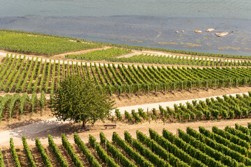 Fototapeta na wymiar Beautiful hillside vineyards along the Rhine River near ruedesheim and the niederwald monument