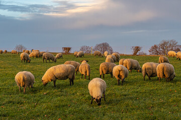 Fototapeta premium Schafherde im Licht der Wintersonnenwende