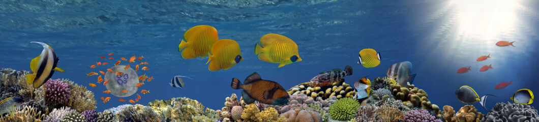 Coral reef underwater panorama with school of colorful tropical fish