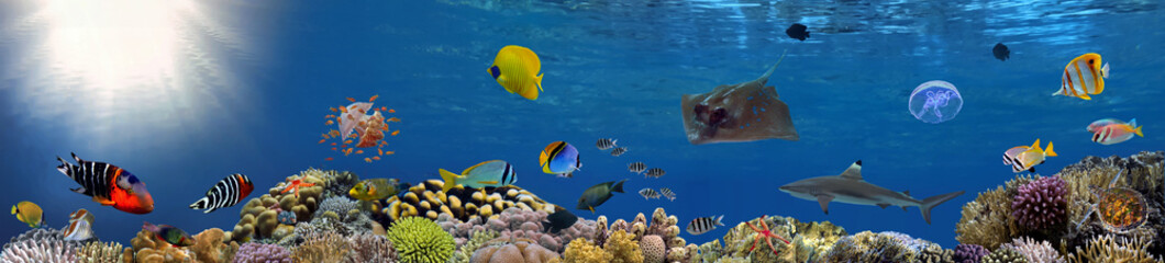 Unterwasserpanorama des Korallenriffs mit Schule von bunten tropischen Fischen