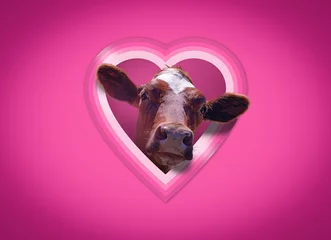 Gordijnen A funny Valentine's day card with a cute cow peeping through a heart shaped window in a pink wall © J S