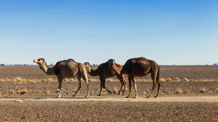 Wielbłądy w drodze do oazy, Maroko, 2017 r.