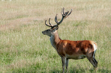 Red Deer (Cervus elaphus)