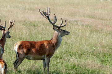 Naklejka na ściany i meble Red Deer (Cervus elaphus)
