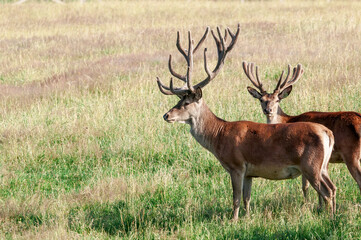 Red Deer (Cervus elaphus)