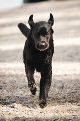 cute black labrador dog running towards the camera on a river bank in the summer