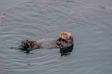 Fototapeta premium Sea Otter (Enhydra lutris) at Chowiet Island, Semidi Islands, Alaska, USA