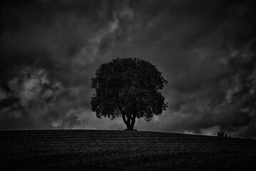 Obraz premium dark