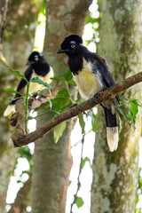 Plush-crested Jay bird in the forest of Iguazu Falls National Park