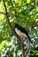 Plush-crested Jay bird in the forest of Iguazu Falls National Park