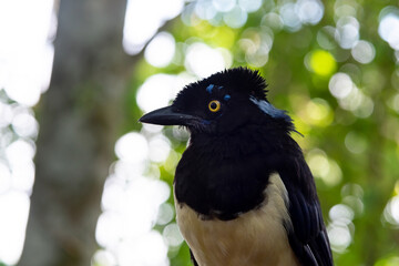 Plush-crested Jay bird in the forest of Iguazu Falls National Park