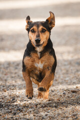 adorable tiny dog running towards the camera on a beach