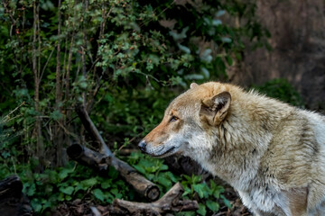 Gray Wolf (Canis lupus) in Russia