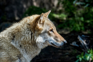 Gray Wolf (Canis lupus) in Russia
