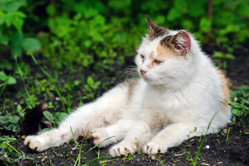 Naklejka na ściany i meble Abandoned stray cat with sore eyes and ears