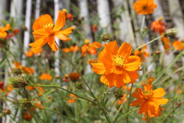 orange cosmos flower