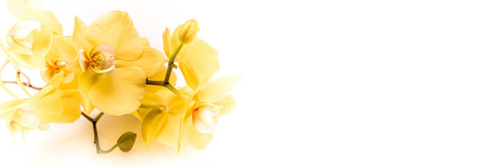  The branch of yellow orchids on white fabric background
